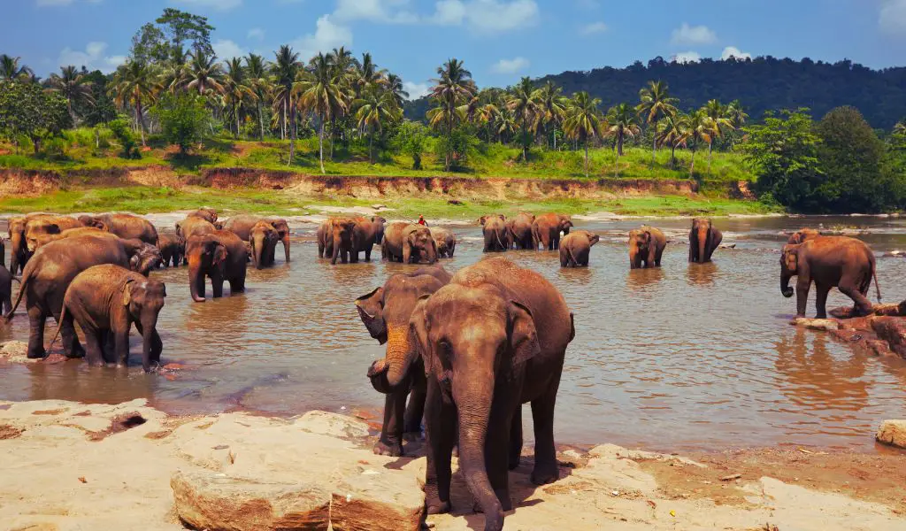 Exploring Sri Lanka: The Island's Geography, Attractions, and History