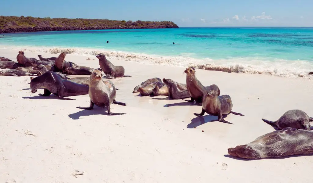 Unveiling the Secrets of the Galapagos Islands
