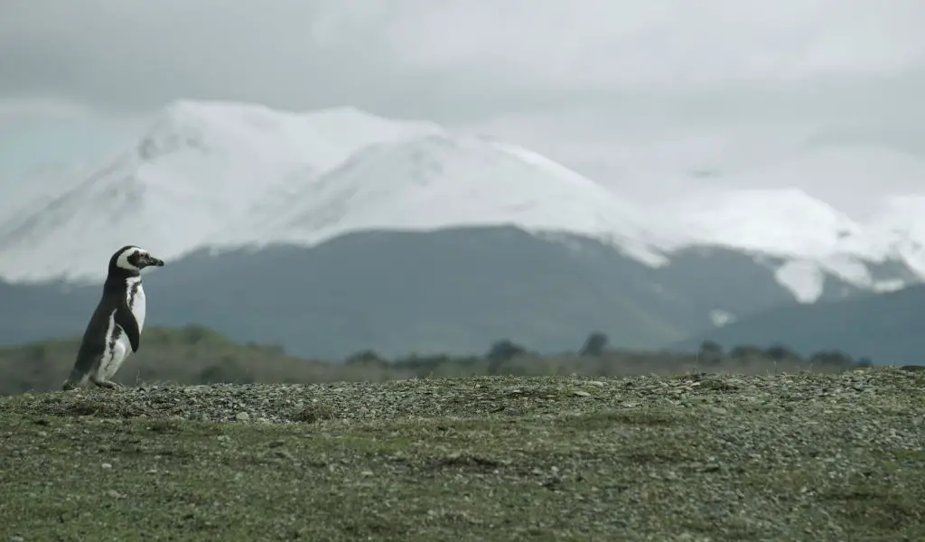 Isla Grande de Tierra del Fuego: Exploring the Edge of the World